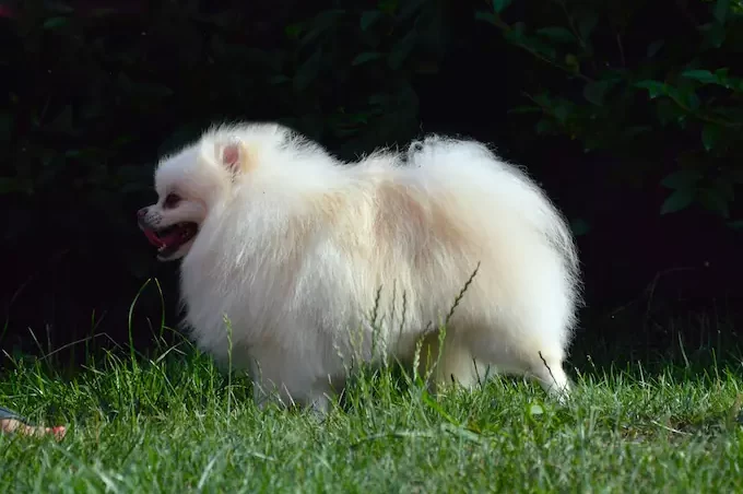 Bílý pomeranian z boku na louce u lesa