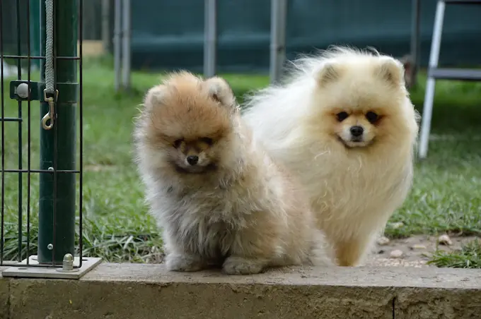 Dvě krémová štěňata pomeranian na zahradě