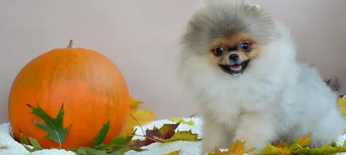 Pomeranian zbravení sable v podzimním zátiší