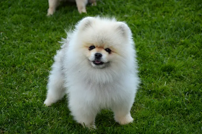 Pomeranian bílý na zahradě (680px)