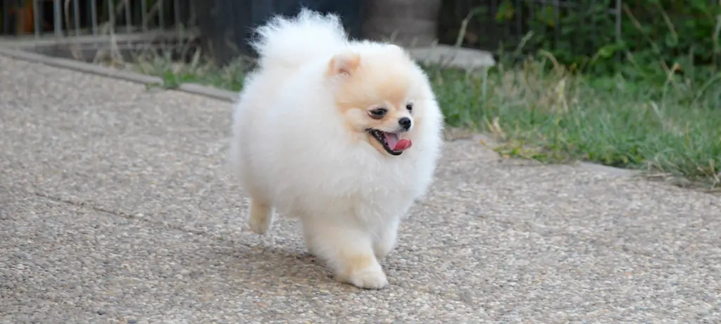 Běžící pomeranian na cestě