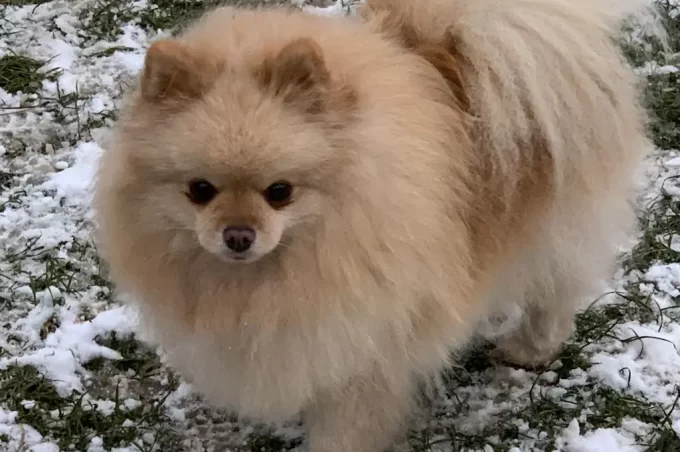 Pomeranian ve zbarvení cream sable