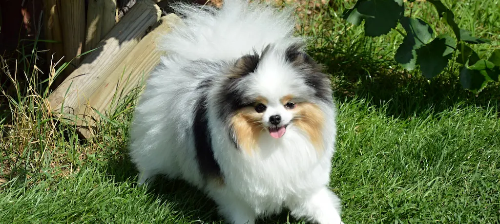 Barevný pomeranian Rainbow