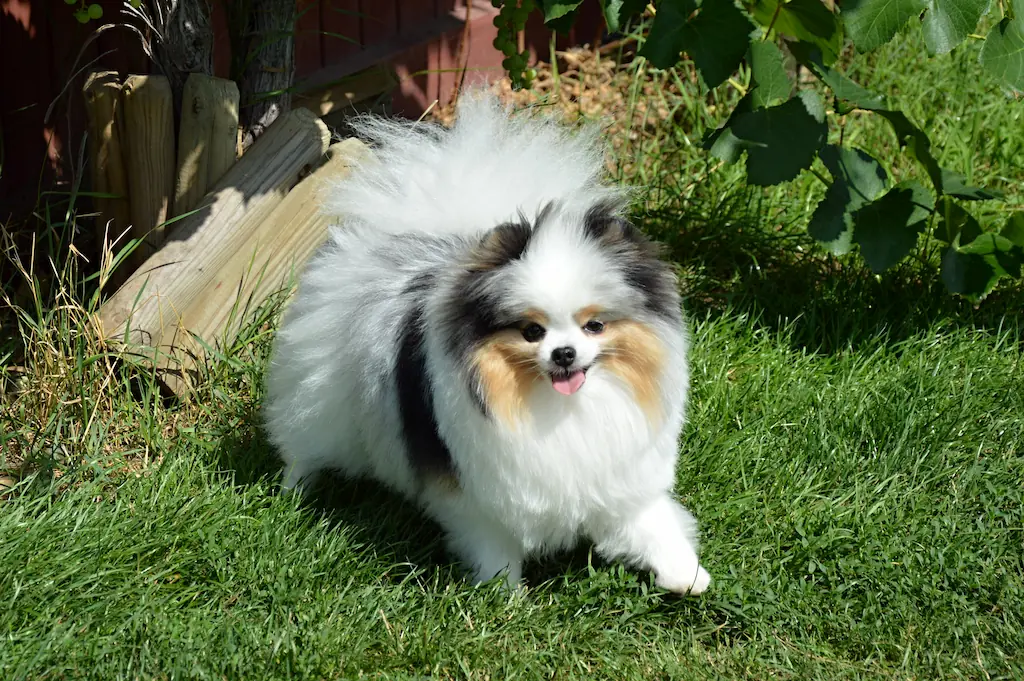 Barevný pomeranian Rainbow