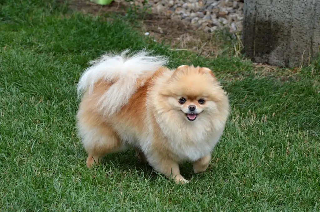 Naše fenka Jasmine v barvě Cream