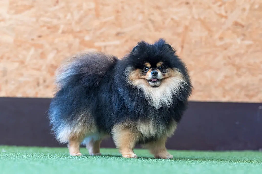 Náš pes Ulysian v barvě Black&tan