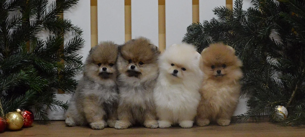 Čtyři štěňátka pomeranian vrhu E